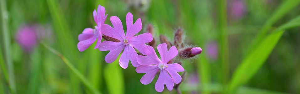 Svee Östra Samfällighet